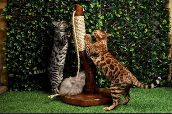 Katzen Spieltonne